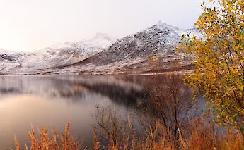 Behind yellow leaves, View of Kvaloya Island, Tromso, Norway. Lars Tiede@Wikimedia Commons