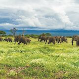 Abundant wildlife, Kilimanjaro, Tanzania. Matt Cramblett@Unsplash