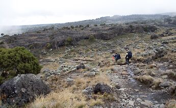 Shira Plateau, Kilimanjaro, Tanzania. Stig Nygaard@Wikimedia Commons