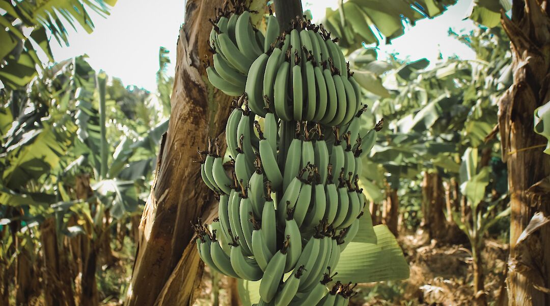 Bananas abundant along the path to Chagga village, Kilimanjaro, Tanzania. Jametlene Reskp@Unsplash