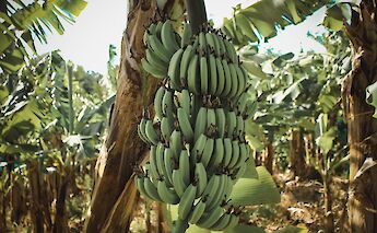 Bananas abundant along the path to Chagga village, Kilimanjaro, Tanzania. Jametlene Reskp@Unsplash