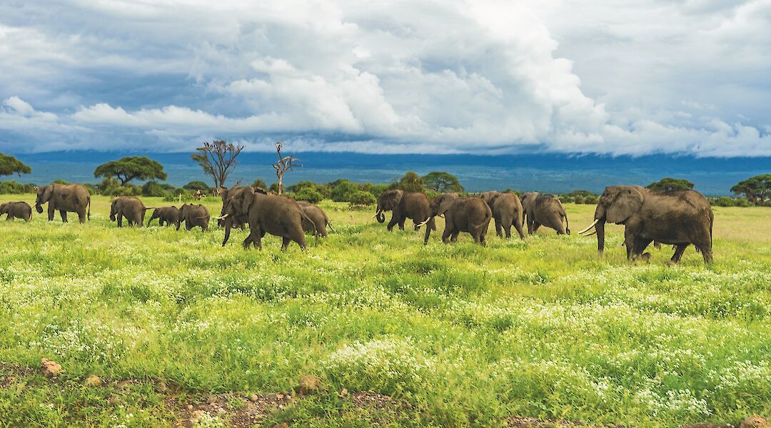 Abundant wildlife, Kilimanjaro, Tanzania. Matt Cramblett@Unsplash