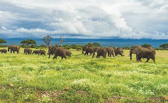 Abundant wildlife, Kilimanjaro, Tanzania. Matt Cramblett@Unsplash