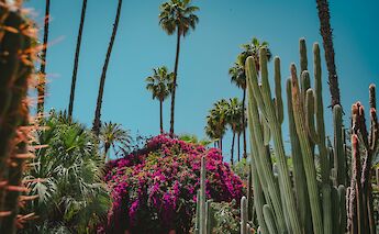 A beautiful display of plant life in Marrakesh, Morocco. Alex Plesovskich@Unsplash