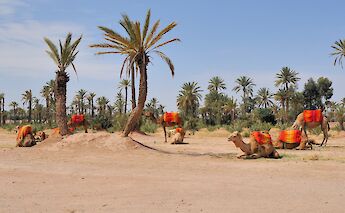 Camels resting in the sand, Marrakesh, Morocco. Viault@Wikimedia Commons