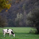 Cow in the countryside, Bruges, Belgium. Vince Gx@Unsplash