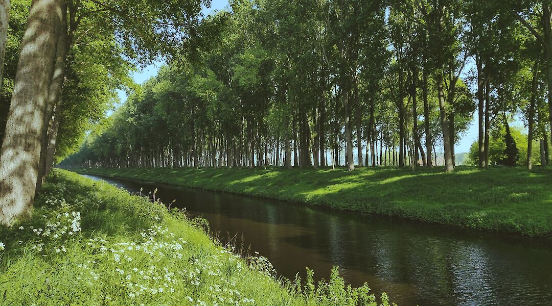 Rows of trees by the lake, Flanders countryside, Bruges, Belgium. Milan de Clercq@Unsplash