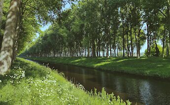 Rows of trees by the lake, Flanders countryside, Bruges, Belgium. Milan de Clercq@Unsplash