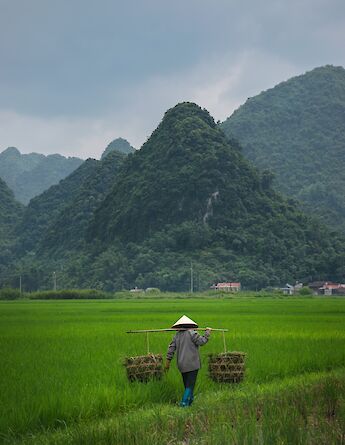 Agricultural scenery in Ho Chi Minh City, Vietnam. Filipe Freitas