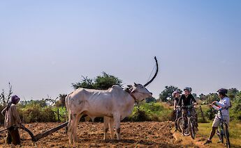 Mekong Delta Bike & Boat Tour. CC: TO