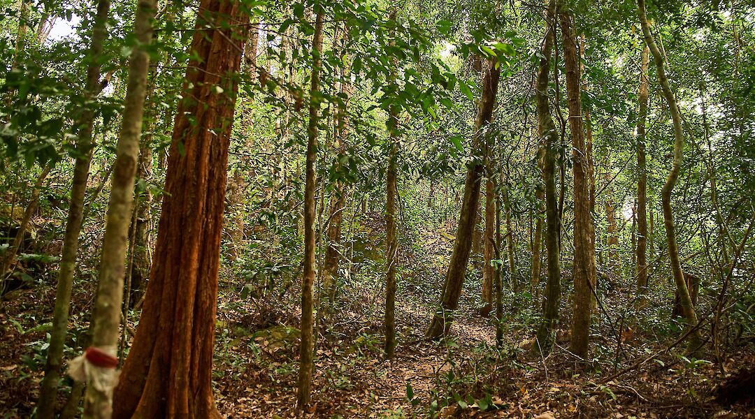 Dirt path in one of the Vietnamese Jungles, Phu Quoc, Kien Giang, Vietnam. Dmitry Soloduhin@Unsplash