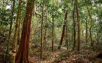 Dirt path in one of the Vietnamese Jungles, Phu Quoc, Kien Giang, Vietnam. Dmitry Soloduhin@Unsplash