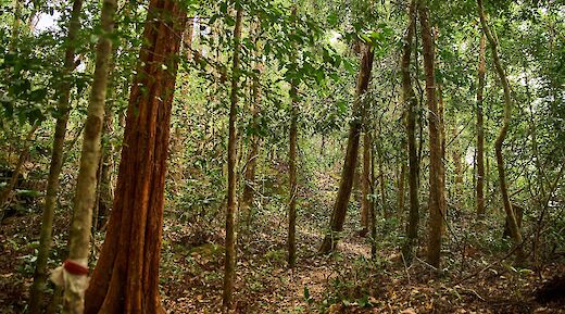 Dirt path in one of the Vietnamese Jungles, Phu Quoc, Kien Giang, Vietnam. Dmitry Soloduhin@Unsplash