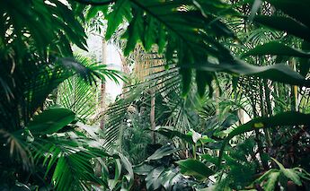 Jungle, Vietnam. Chris Abney@Unsplash