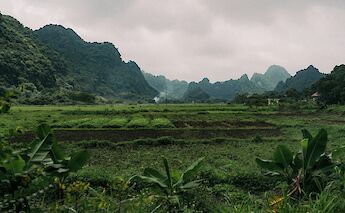 Rice paddies of southern Vietnam. Colin and Meg@Unsplash