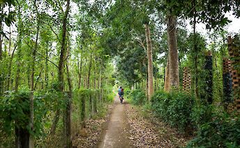 A cyclist riding along a narrow path lined with tall trees in Vietnam.