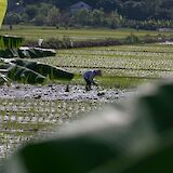 Farmer planting rice in a rice paddy field, Ho Chi Minh City, Vietnam. Marc Hastenteufel@Unsplash