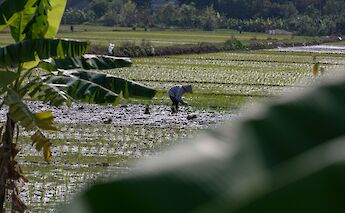 Farmer planting rice in a rice paddy field, Ho Chi Minh City, Vietnam. Marc Hastenteufel@Unsplash