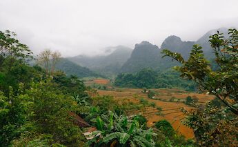 Beautiful green landscape with rice paddy fields, Ho Chi Minh City, Vietnam. Micah Camper@Unsplash