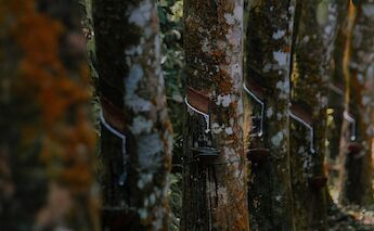 Rubber trees at a rubber plantation, Ho Chi Minh City, Vietnam. Isuru@Unsplash