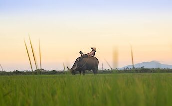 A person lying on the back of a water buffalo in a rice field at sunset in Vietnam.