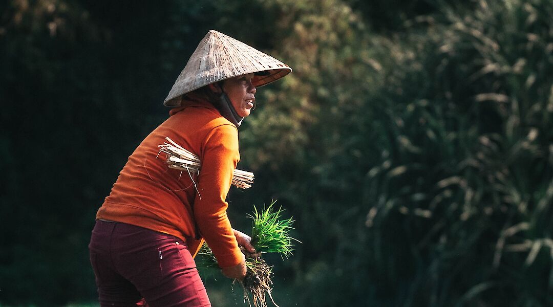 Farmer in her field, Ho Chi Minh City, Vietnam. Kiril Dobrev@Unsplash