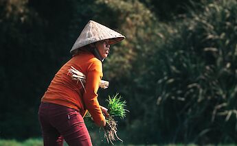 A person wearing a conical hat working with crops in a field in Vietnam.