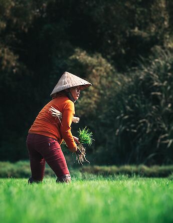 A person wearing a conical hat working with crops in a field in Vietnam.