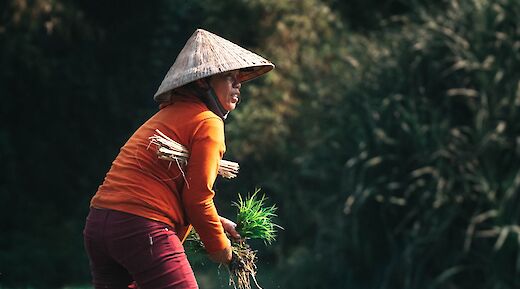 A person wearing a conical hat working with crops in a field in Vietnam.