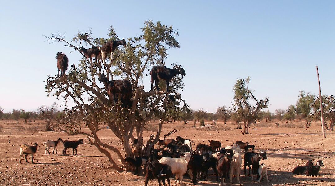 Goats in Argan Tree, Agadir, Morocco. Jean Gerrekens@Unsplash