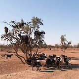 Goats in Argan Tree, Agadir, Morocco. Jean Gerrekens@Unsplash