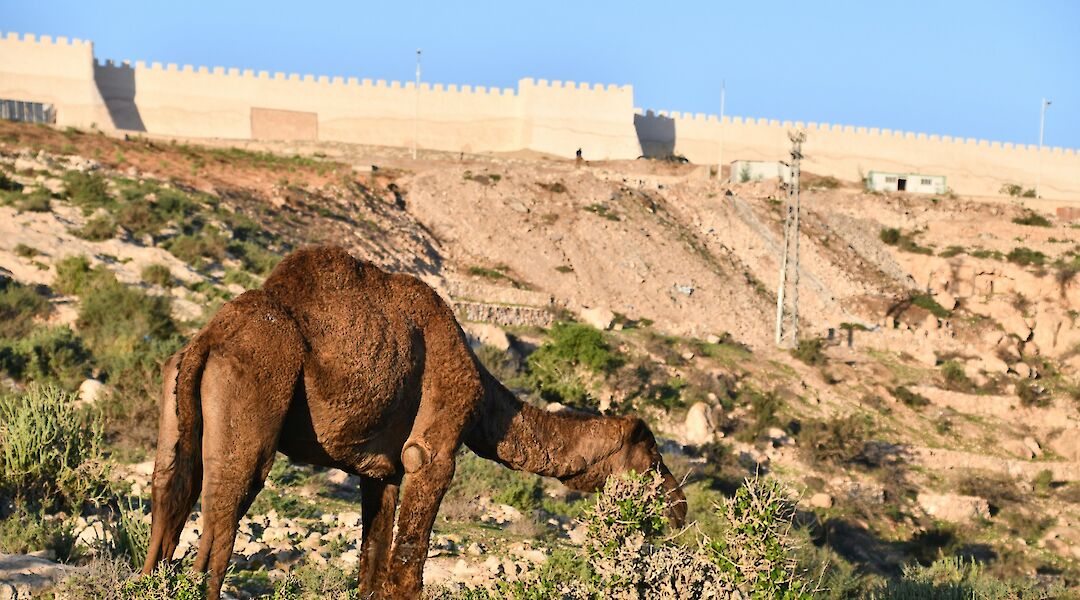 Camel, Agadir, Morocco. Snapsaga@Unsplash