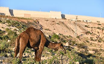 Camel, Agadir, Morocco. Snapsaga@Unsplash
