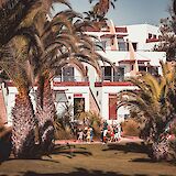 Palm trees in Agadir, Morocco. Tim Arnold@Unsplash