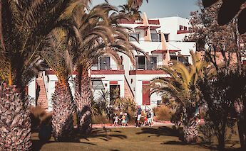 Palm trees in Agadir, Morocco. Tim Arnold@Unsplash