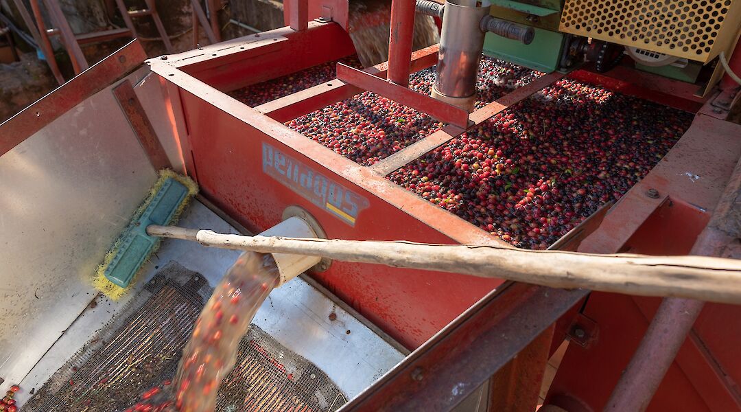 Coffee Making in Tanzania. Zenith4237@Wikimedia Commons
