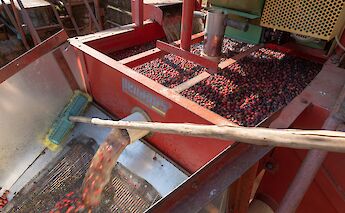 Coffee Making in Tanzania. Zenith4237@Wikimedia Commons