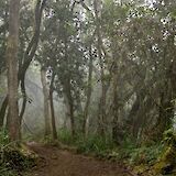 Jungle Path in Moshi, Tanzania. Ali Sabbagh@Flickr