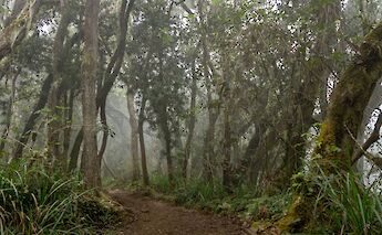 Jungle Path in Moshi, Tanzania. Ali Sabbagh@Flickr