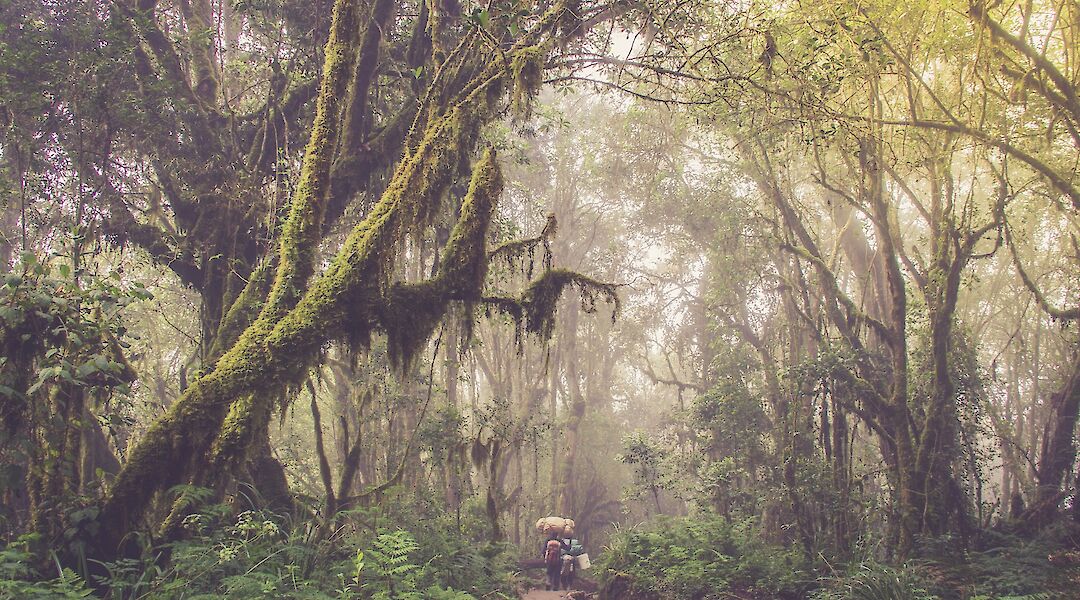 Jungle Path in Moshi, Tanzania. Ali Sabbagh@Flickr