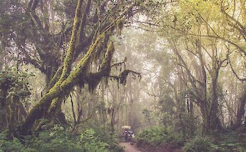 Jungle Path in Moshi, Tanzania. Ali Sabbagh@Flickr