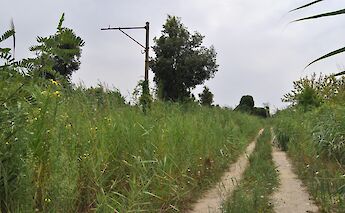 Del Trammino bike path, Pisa. Andrea Melis@Wikimedia Commons