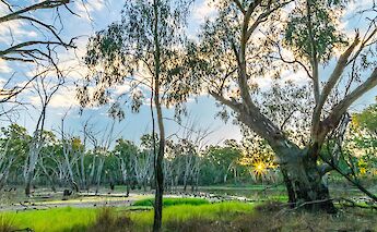 Trees in Moama, Australia. Tran Sformr@Flickr