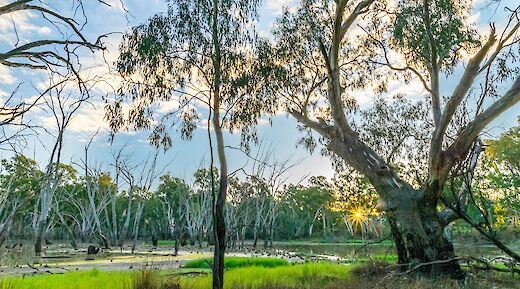 Sunlight through the trees in Moama, Australia. Tran Sformr@Flickr