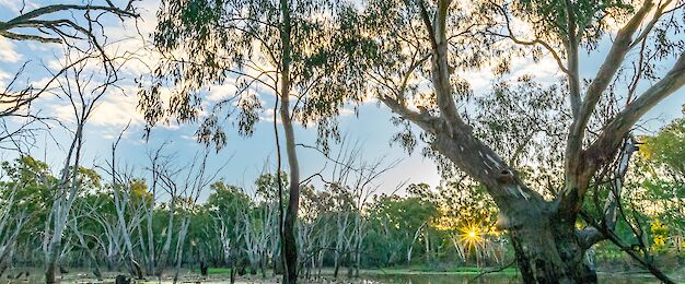 Echuca and Moama tours