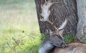 Dear at the San Rossore Park. Pier Francesco Iaquez@Wikimedia Commons