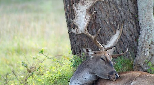 Dear at the San Rossore Park. Pier Francesco Iaquez@Wikimedia Commons