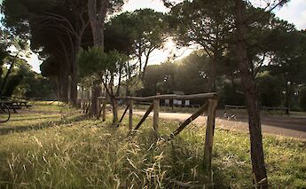 Natural Park of Migliarino, San Rossore. Daniele Napolitano@Wikimedia Commons