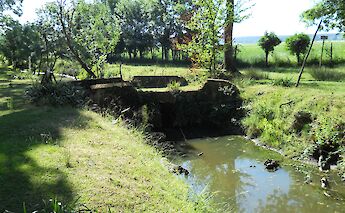 Natural Park of Migliarino, San Rossore. Margherita Prosperi@Wikimedia Commons