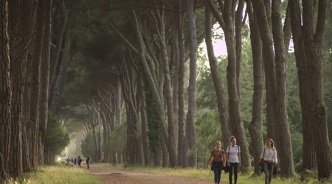 San Rossore Park bike path. Daniele Napolitano@Wikimedia Commons